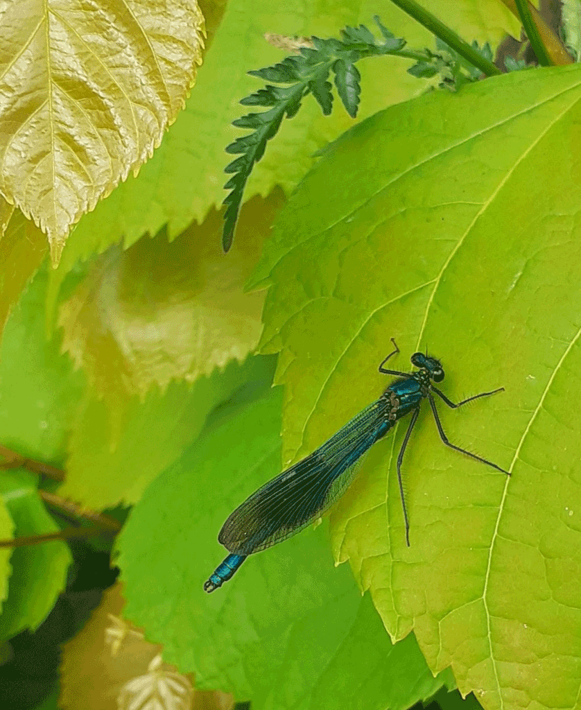 Photo of Banded Demoiselle