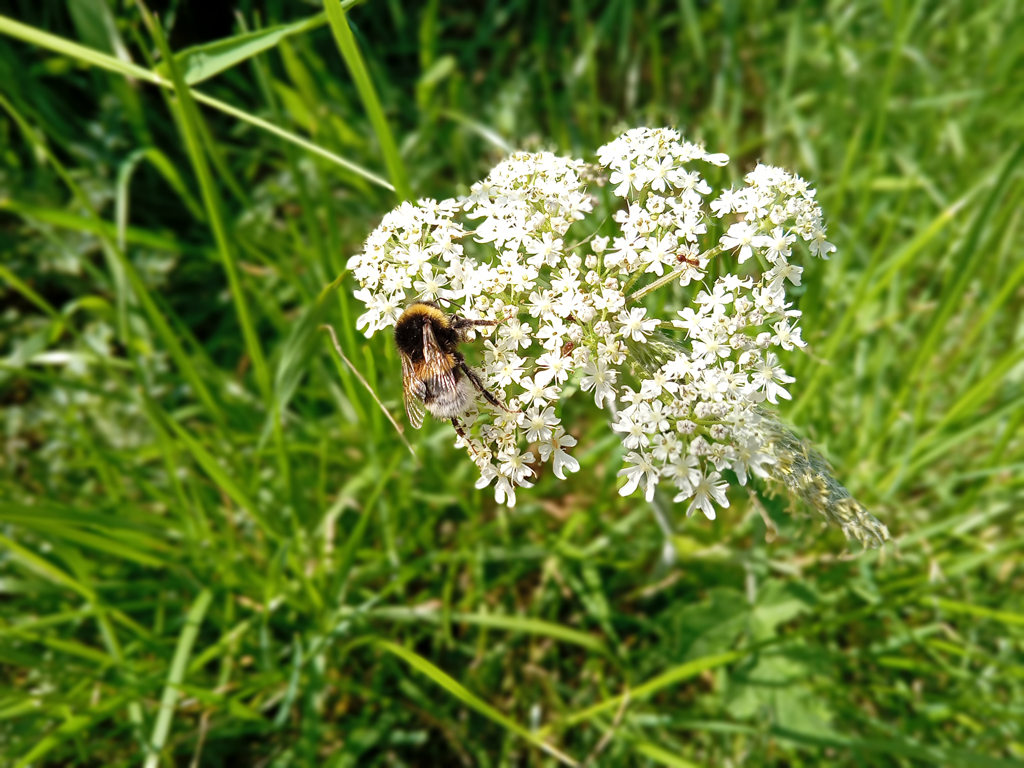 Photo of Bumblebee on a flower