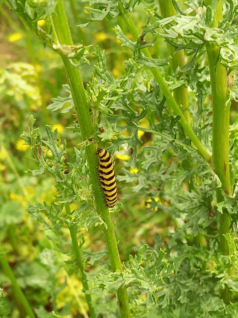 Photo of Cinnabar Moth Caterpillar