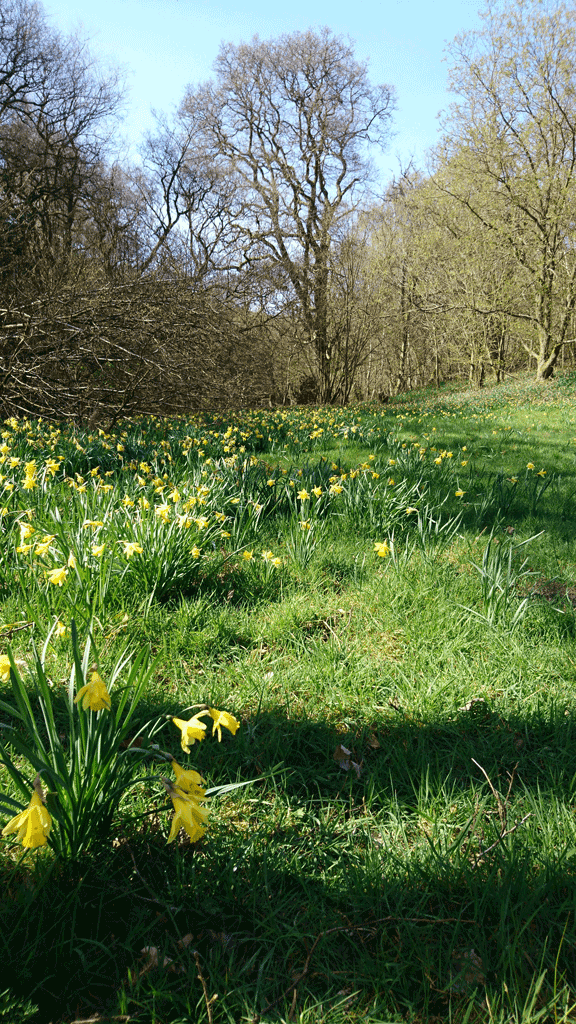 Phot of Daffodils trees