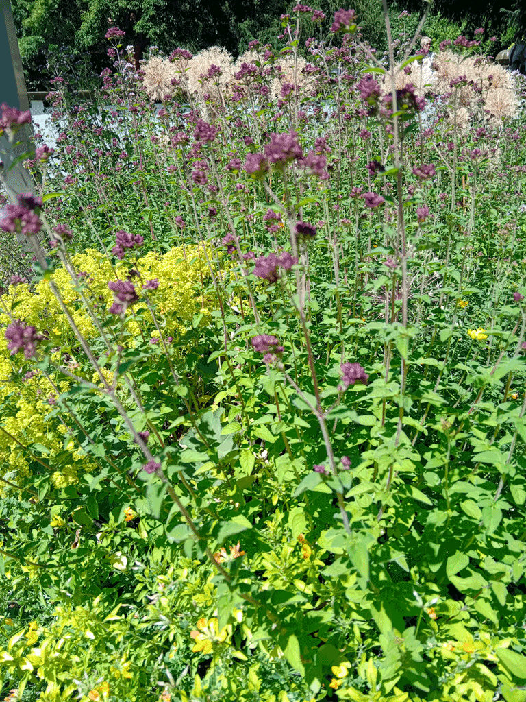 Photo of a plant Mixed border