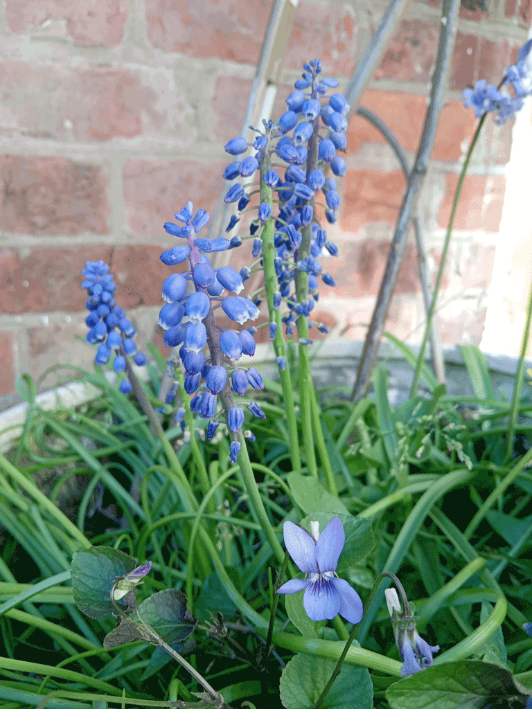 Photo of Muscari