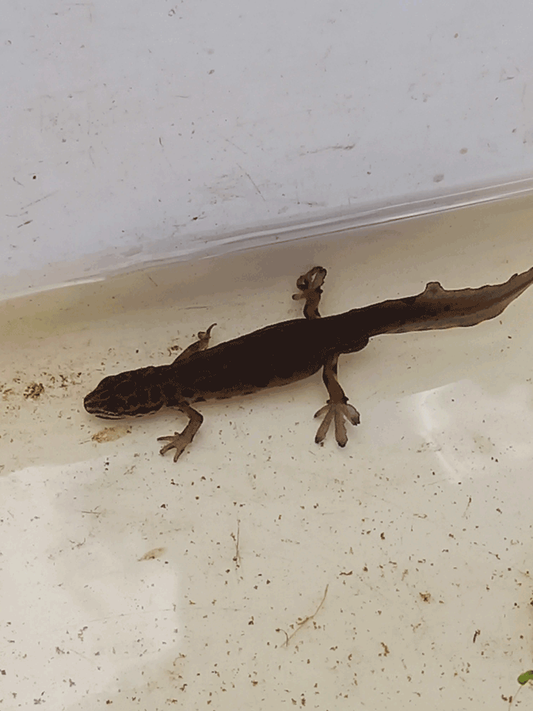 Photo of a Newt