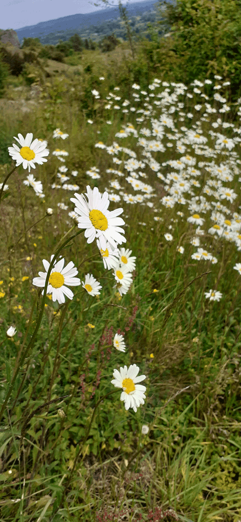 Photo of Ox eye daisies