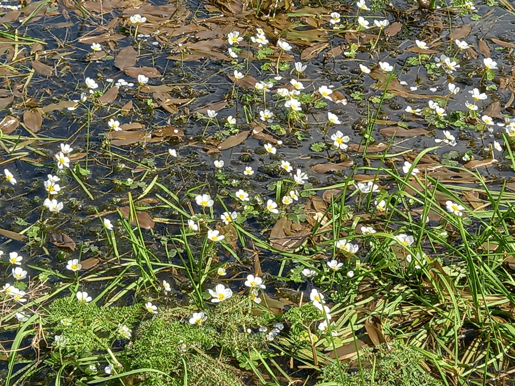 Photo of Pond plants