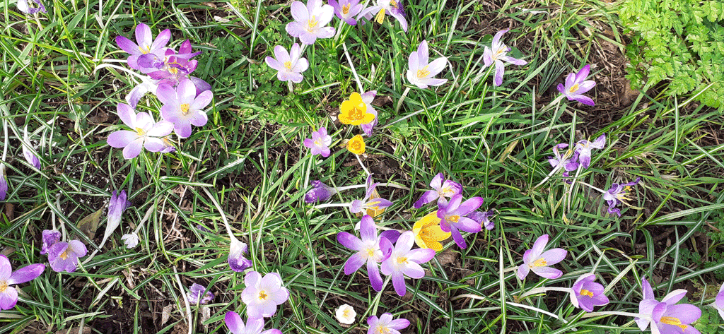 Photo of Spring flowers