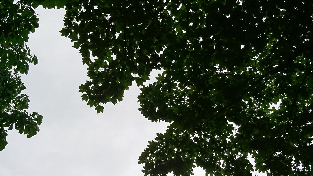 A photo of a Tree silhouette