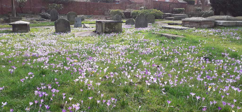 Photo of a churchyard with wild flowers